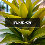 洒水车水泵（图2）