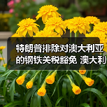 特朗普排除对澳大利亚的钢铁关税豁免 澳大利亚：“感到失望”（图3）
