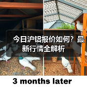 今日沪铝报价如何？最新行情全解析（图4）